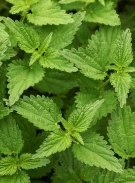 Nettle Stock Photos