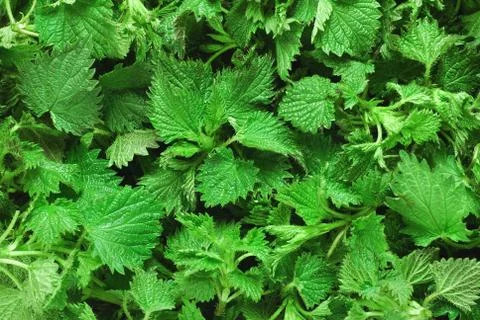 Nettle Stock Photos