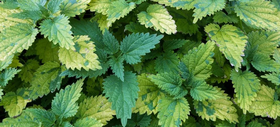 Nettle Stock Photos