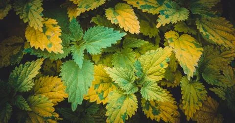 Nettle Stock Photos
