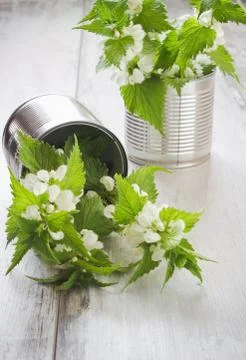 Nettle Stock Photos
