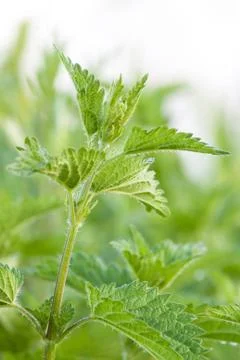 Nettle Stock Photos