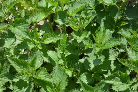 Nettle Stock Photos