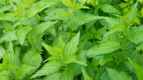 Nettle Stock Photos