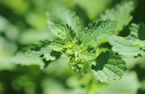 Nettle Stock Photos