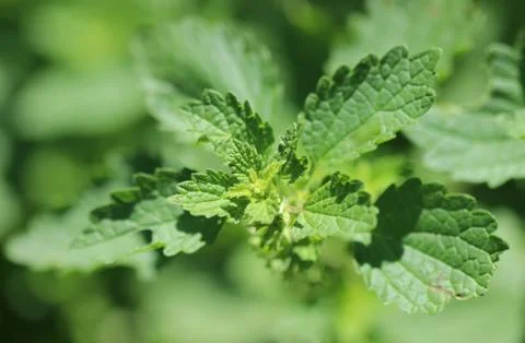 Nettle Stockfoto's