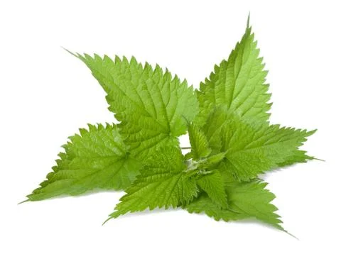 Nettle Stock Photos