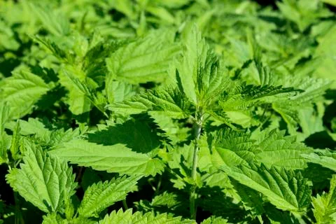 Nettle Stock Photos