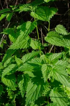 Nettle Stock Photos