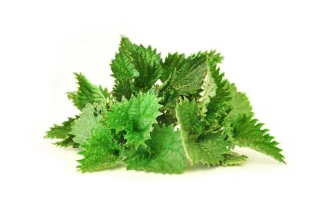Nettle Stock Photos