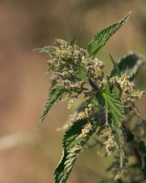 Nettle Stock Photos