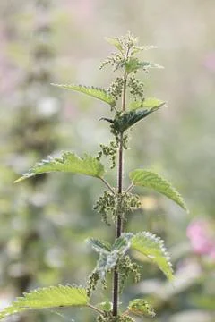 Nettle Stock Photos