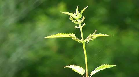 Nettle plant and Spider Web Stock Footage 35216812