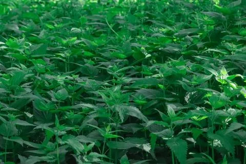 Nettle plant, background. Stock Photos