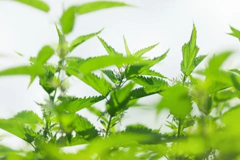 Nettle plant closeup Stock Photos