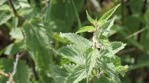 Nettle plant Видео 40301109