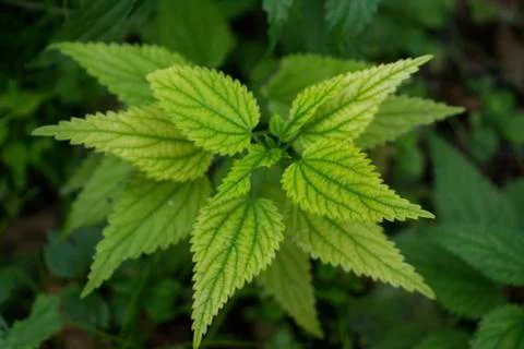 Nettle plant Stock Photos
