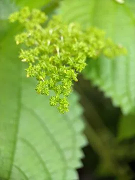 Nettle plant Foto stock
