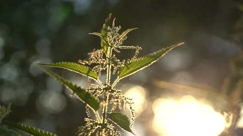 Nettle Plant in the Rays of the Evening Sun. Beautiful Leaves in Sunny Stock Footage 150431877