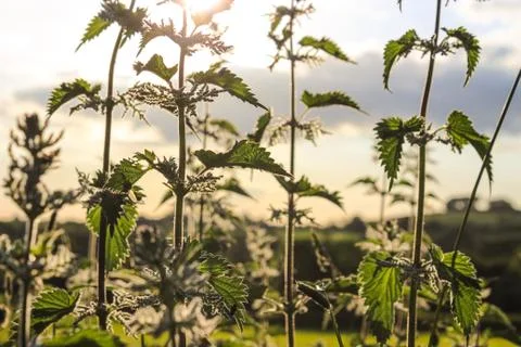 Nettle plants backlit at sunset Stock Photos