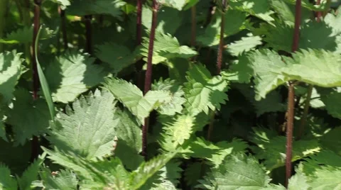 Nettle plants Stock Footage 49954313