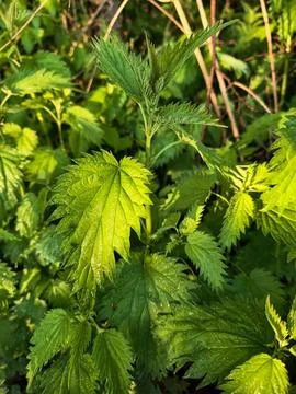 Nettle plants grow in a green patch with many leaves under the sunlight durin Stockfoto's