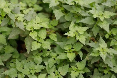 Nettle plants Stock Photos