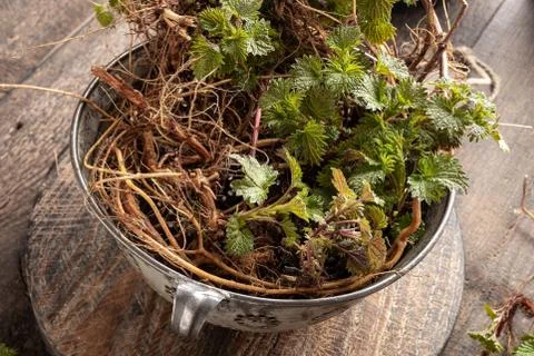 Nettle roots ollected in early spring - ingredient to prepare herbal tincture Stock Photos