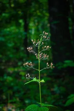 Nettle seeds in the forest Stock Photos