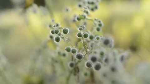 Nettle seeds fruit Stock Footage 75672652