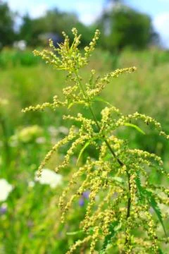 Nettle with seeds Stock Photos