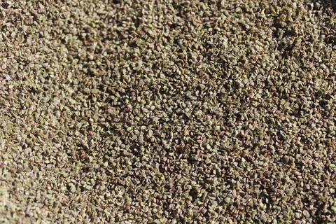 Nettle seeds Stock Photos