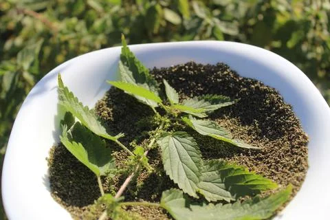 Nettle seeds Stock Photos
