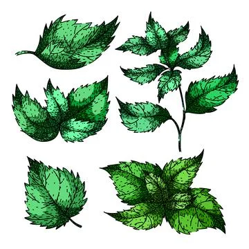 Nettle set sketch hand drawn vector Stock Illustration