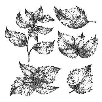 Nettle set sketch hand drawn vector Stock Illustration