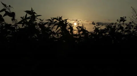Nettle silhouettes at sunset Stock Footage 56353745