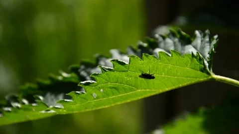 Nettle with a small insect Stock Footage 252627809