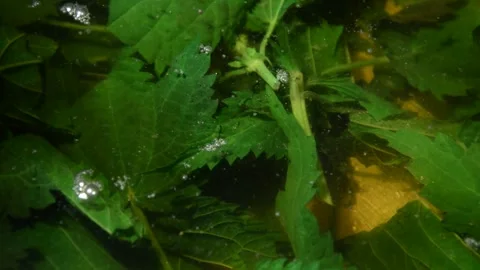 Nettle soup Stock Footage 255810165