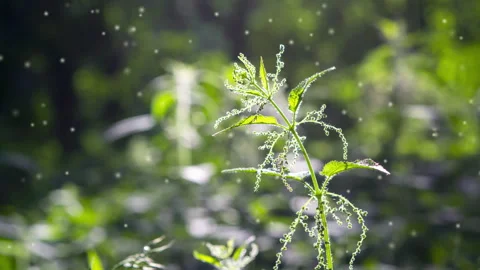Nettle stem flowers seeds bee green leaf brightly lit by sun on sunny summer day 库存影片 254069103