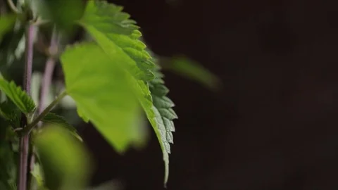 Nettle Stinging Nettle Extreme Closeup Stock Footage 99138067