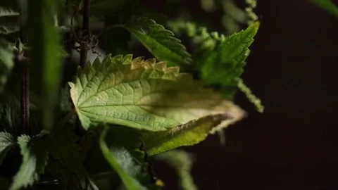 Nettle Stinging Nettle Rotating Closeup Stock Footage 99138146