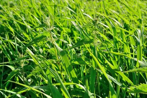 Nettle in the sun on a grass background Stock Photos