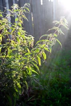 Nettle sun rays Stock Photos