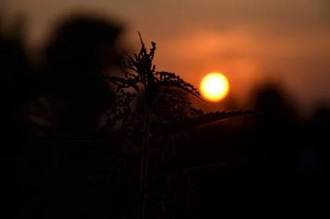Nettle on sunset background Stock Photos