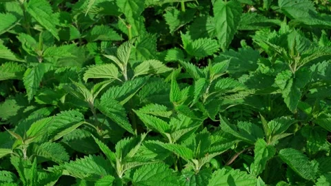 Nettle swaying from the wind Stock Footage 131331645