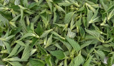 Nettle tips Stock Photos