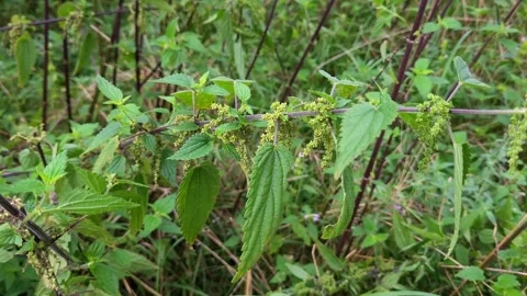 Nettle (Urtica) in the forest Stock-Footage 281488342