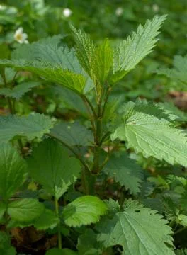 Nettle (Urtica) Stock Photos