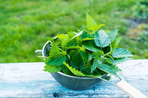 Nettle, useful medicinal herb, herbal preparations Stock Photos