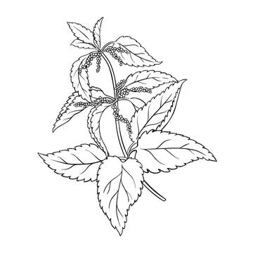 Nettle vector branch isolated Illustrazione stock